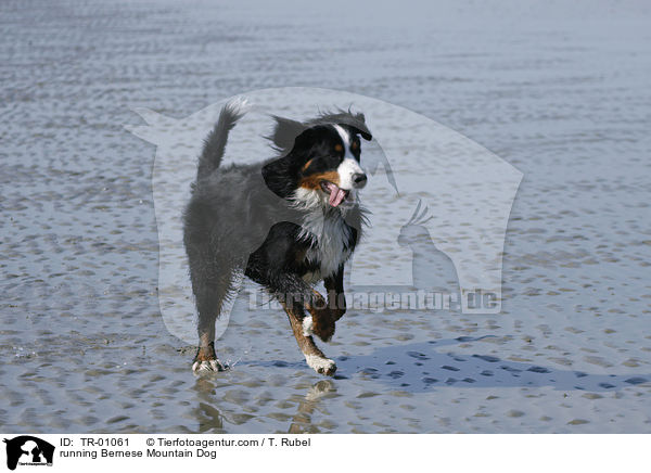 rennender Berner Sennenhund / running Bernese Mountain Dog / TR-01061