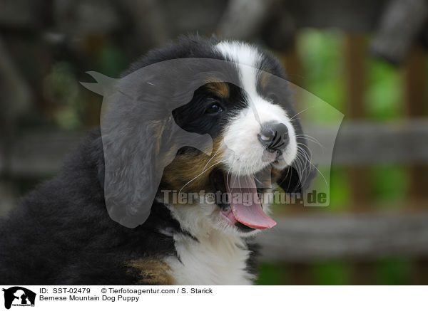 Berner Sennenhund Welpe / Bernese Mountain Dog Puppy / SST-02479