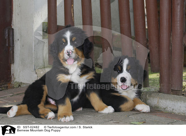 Berner Sennenhund Welpe / Bernese Mountain Dog Puppy / SST-02482