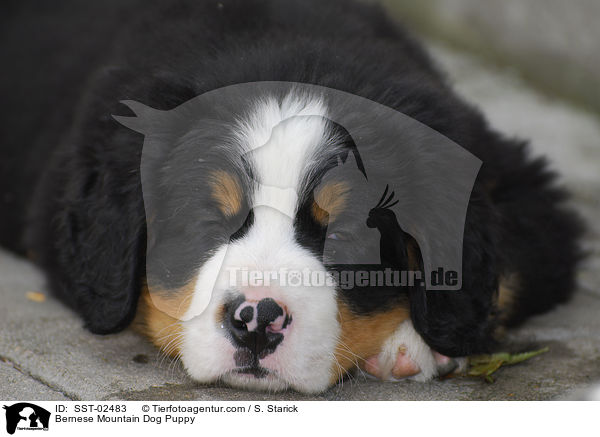 Berner Sennenhund Welpe / Bernese Mountain Dog Puppy / SST-02483