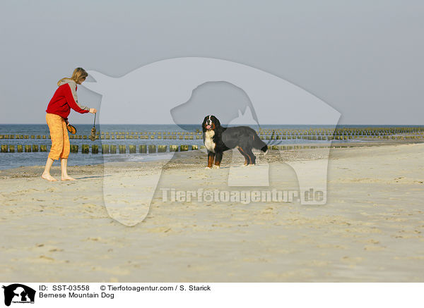 Berner Sennenhund / Bernese Mountain Dog / SST-03558