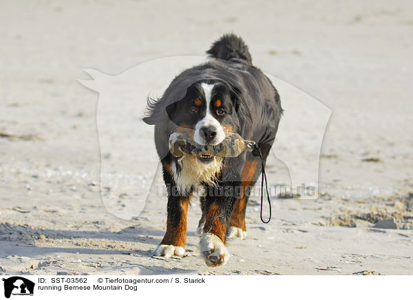 rennender Berner Sennenhund / running Bernese Mountain Dog / SST-03562