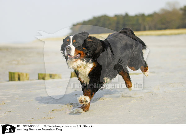 rennender Berner Sennenhund / running Bernese Mountain Dog / SST-03568