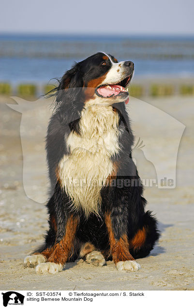 sitzender Berner Sennenhund / sitting Bernese Mountain Dog / SST-03574
