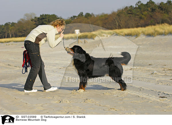 Berner Sennenhund Portrait / Bernese Mountain Dog / SST-03589