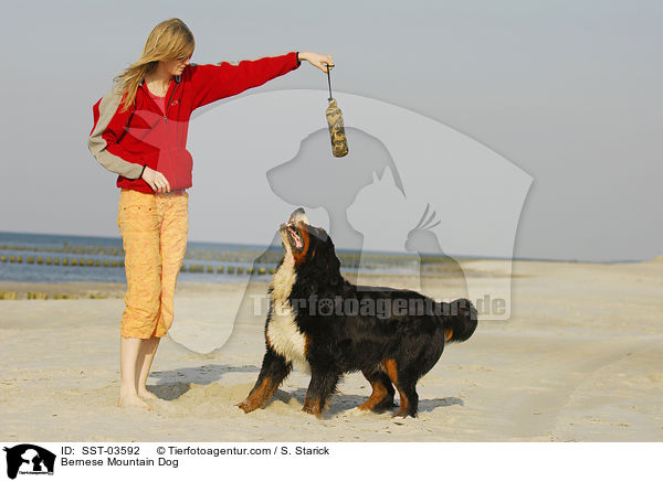 Berner Sennenhund / Bernese Mountain Dog / SST-03592