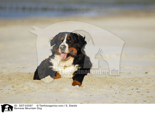 Bernese Mountain Dog / SST-03597