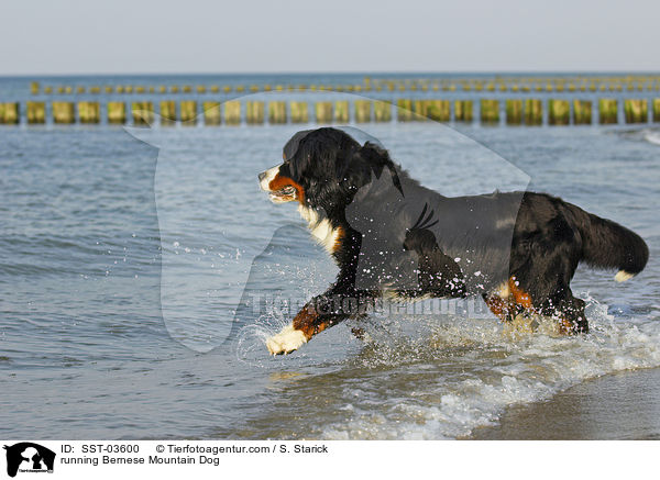 running Bernese Mountain Dog / SST-03600