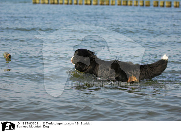 Bernese Mountain Dog / SST-03601