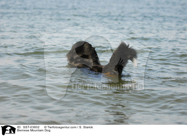 Berner Sennenhund / Bernese Mountain Dog / SST-03602