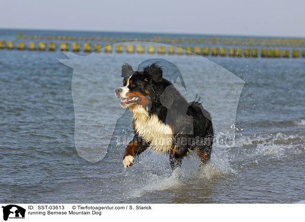 rennender Berner Sennenhund / running Bernese Mountain Dog / SST-03613