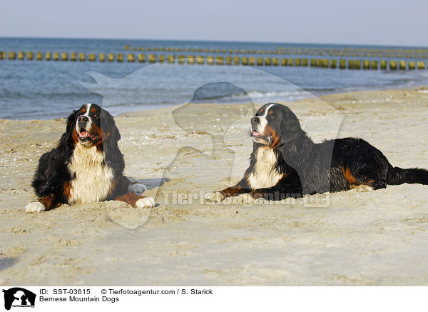 Berner Sennenhunde / Bernese Mountain Dogs / SST-03615