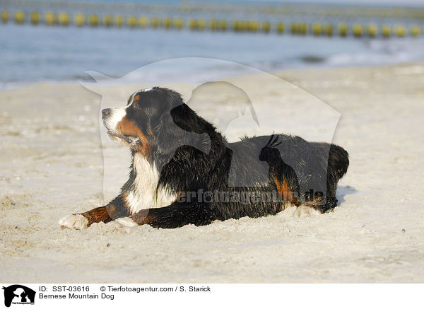 Berner Sennenhund / Bernese Mountain Dog / SST-03616