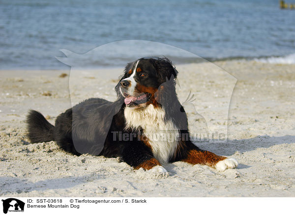 Berner Sennenhund / Bernese Mountain Dog / SST-03618