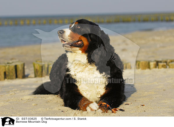 Berner Sennenhund / Bernese Mountain Dog / SST-03625