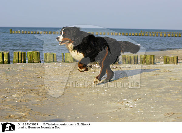 rennender Berner Sennenhund / running Bernese Mountain Dog / SST-03627