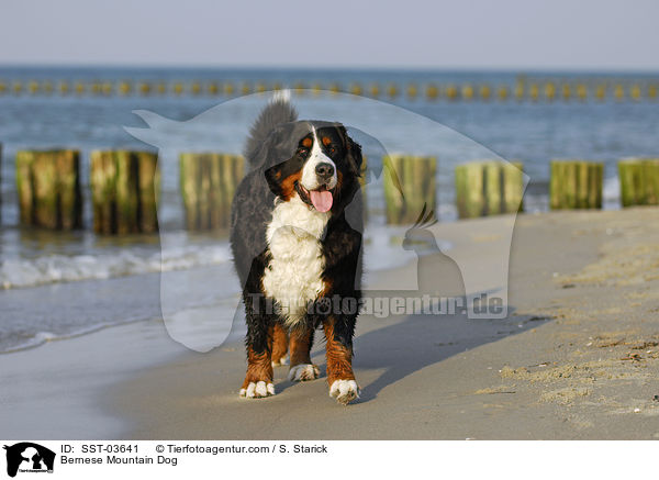 Berner Sennenhund / Bernese Mountain Dog / SST-03641