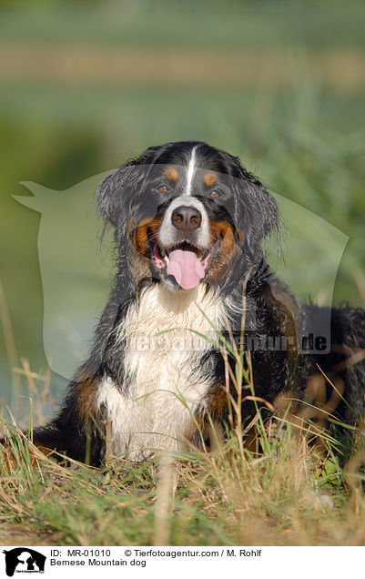 Berner Sennenhund / Bernese Mountain dog / MR-01010