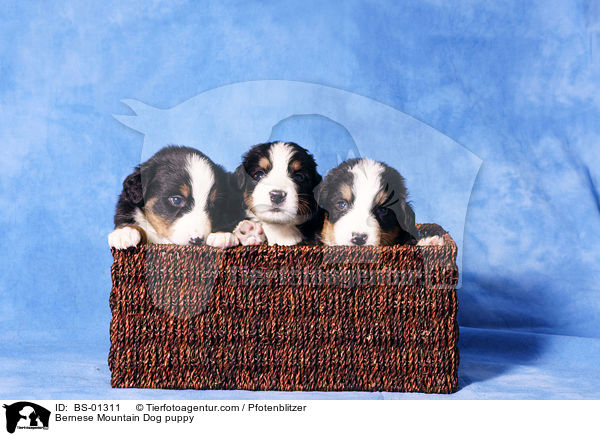 Berner Sennenhund Welpe / Bernese Mountain Dog puppy / BS-01311