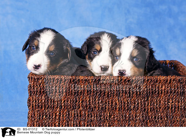 Berner Sennenhund Welpe / Bernese Mountain Dog puppy / BS-01312
