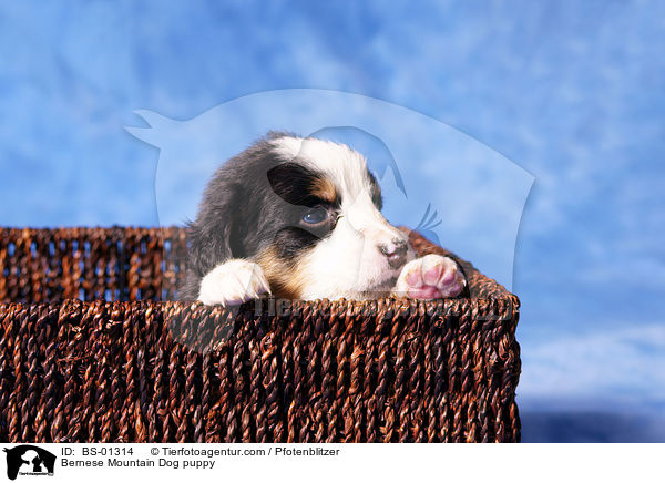 Berner Sennenhund Welpe / Bernese Mountain Dog puppy / BS-01314