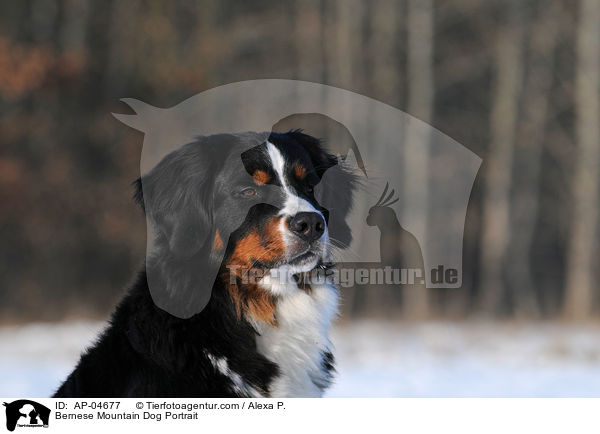 Berner Sennenhhund Portrait / Bernese Mountain Dog Portrait / AP-04677