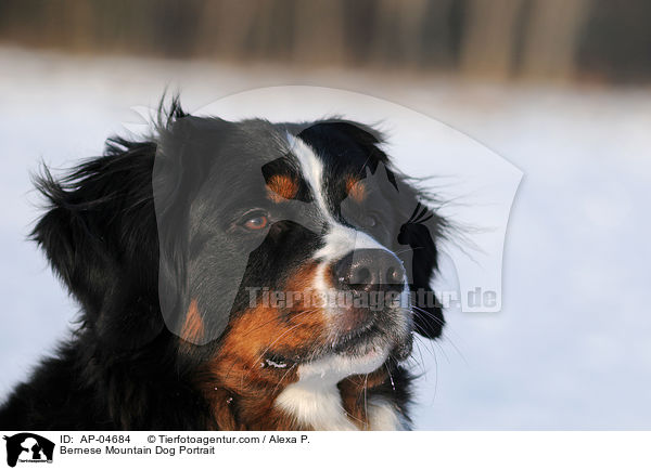 Berner Sennenhhund Portrait / Bernese Mountain Dog Portrait / AP-04684