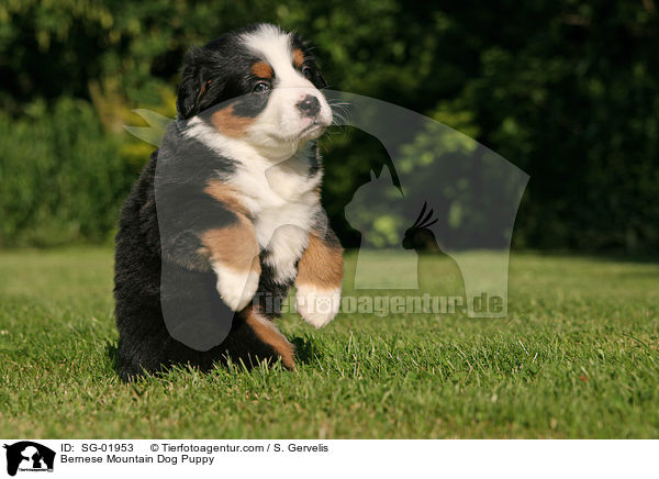 Berner Sennenhund Welpe / Bernese Mountain Dog Puppy / SG-01953