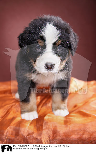 Berner Sennenhund Welpe / Bernese Mountain Dog Puppy / RR-25327