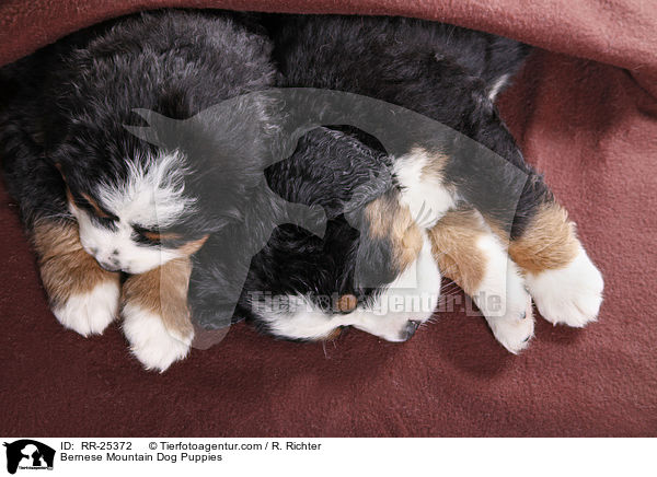 Berner Sennenhund Welpen / Bernese Mountain Dog Puppies / RR-25372