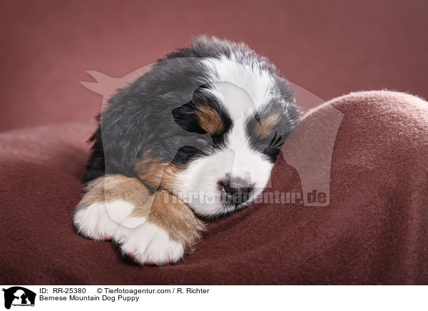 Berner Sennenhund Welpe / Bernese Mountain Dog Puppy / RR-25380