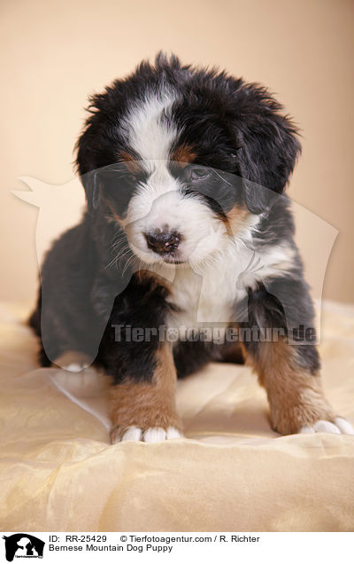 Berner Sennenhund Welpe / Bernese Mountain Dog Puppy / RR-25429