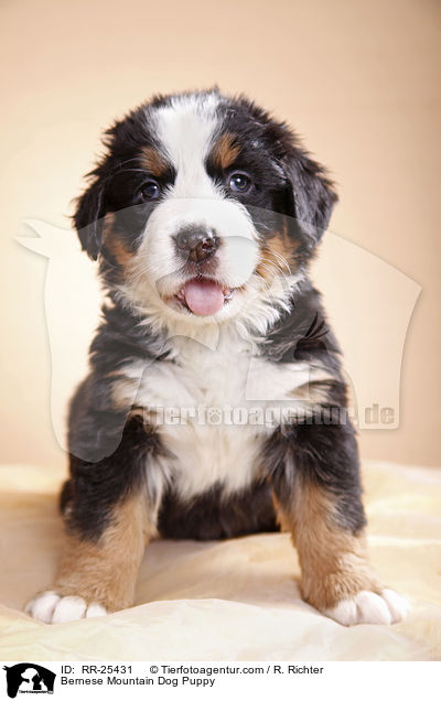 Berner Sennenhund Welpe / Bernese Mountain Dog Puppy / RR-25431