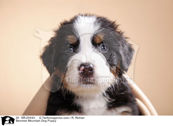 Berner Sennenhund Welpe / Bernese Mountain Dog Puppy / RR-25444