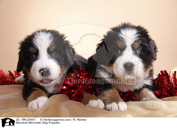 Berner Sennenhund Welpen / Bernese Mountain Dog Puppies / RR-25467