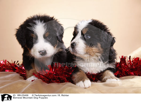 Berner Sennenhund Welpen / Bernese Mountain Dog Puppies / RR-25468