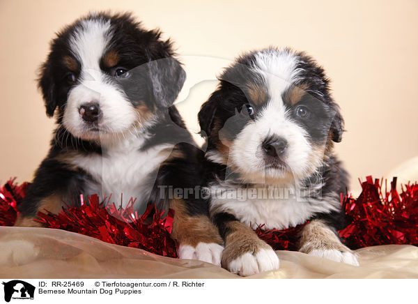 Berner Sennenhund Welpen / Bernese Mountain Dog Puppies / RR-25469