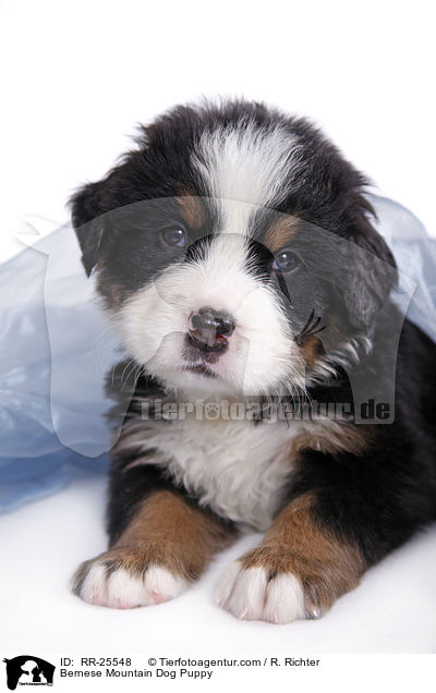 Berner Sennenhund Welpe / Bernese Mountain Dog Puppy / RR-25548