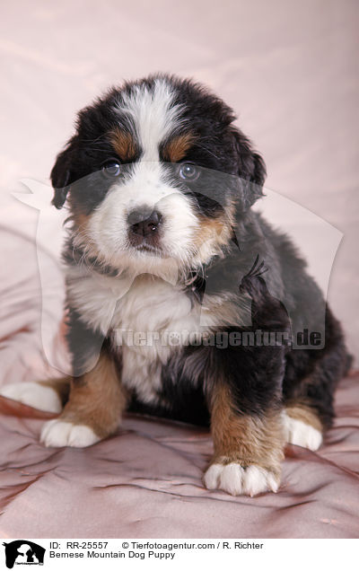 Berner Sennenhund Welpe / Bernese Mountain Dog Puppy / RR-25557