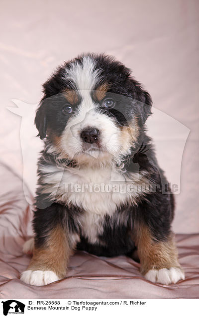 Berner Sennenhund Welpe / Bernese Mountain Dog Puppy / RR-25558