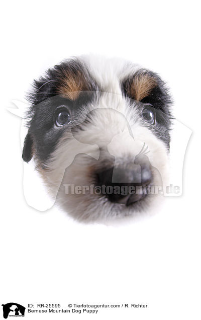Berner Sennenhund Welpe / Bernese Mountain Dog Puppy / RR-25595