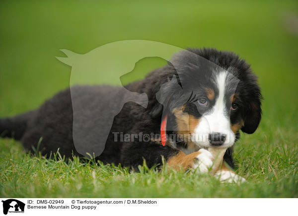 Berner Sennenhund Welpe / Bernese Mountain Dog puppy / DMS-02949