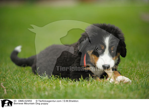 Berner Sennenhund Welpe / Bernese Mountain Dog puppy / DMS-02950