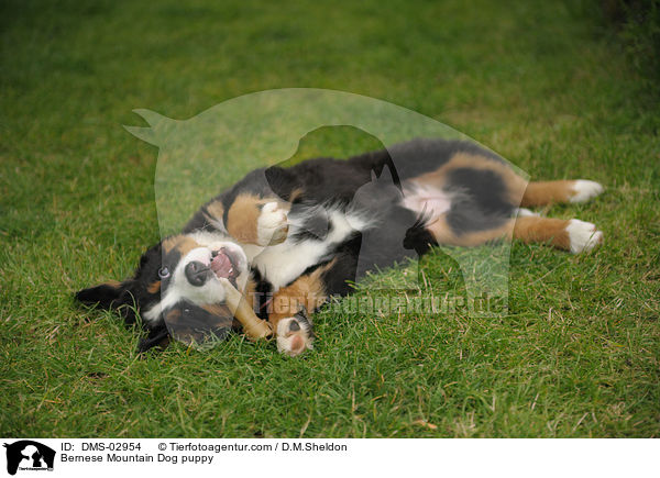 Berner Sennenhund Welpe / Bernese Mountain Dog puppy / DMS-02954