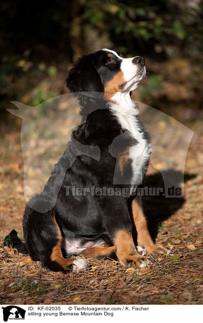 sitzender junger Berner Sennenhund / sitting young Bernese Mountain Dog / KF-02035