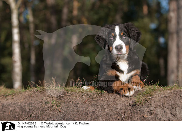 liegender junger Berner Sennenhund / lying young Bernese Mountain Dog / KF-02039