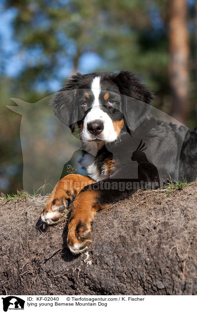 liegender junger Berner Sennenhund / lying young Bernese Mountain Dog / KF-02040