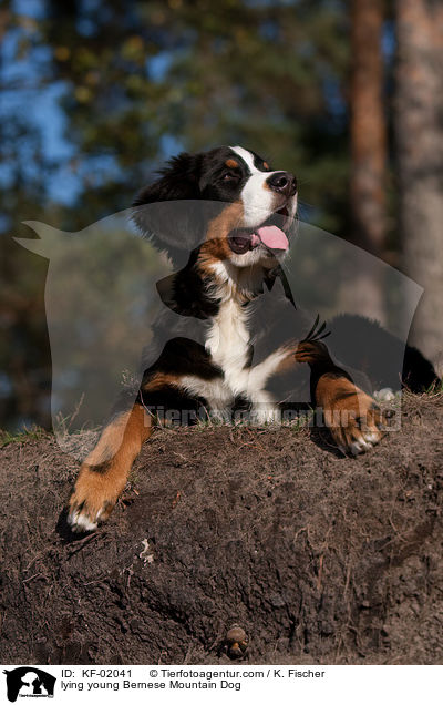 liegender junger Berner Sennenhund / lying young Bernese Mountain Dog / KF-02041