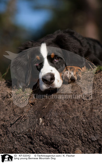 liegender junger Berner Sennenhund / lying young Bernese Mountain Dog / KF-02042