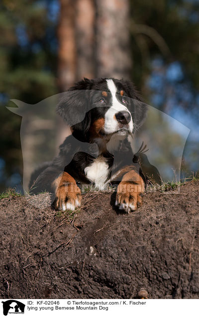 liegender junger Berner Sennenhund / lying young Bernese Mountain Dog / KF-02046